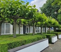 Platanus hispanica - Plataan - 9