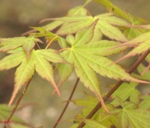 Acer palmatum Asahi-zuru