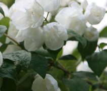 Boerenjasmijn 'Virginal' - vakbeplanting