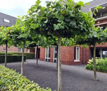Platanus hispanica dakvormen