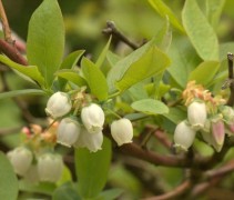 Vaccinium Blue Crop