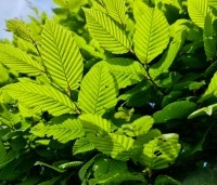 Carpinus betulus - Haagbeuk - 4