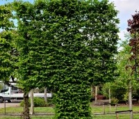 Carpinus betulus - Haagbeuk - 6