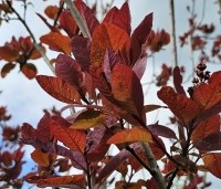 Cotinus dummeri Grace - Pruikenboom - 3