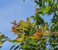 Quercus rhysophylla 'Maya' - Mexicaanse Eik - 1