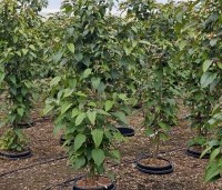 Clerodendrum trichotomum fargesii - Clerodendrum trichotomum  - 4