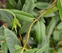 Lonicera henryi - Groenblijvende kamperfoelie - 2