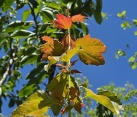 Acer buergerianum - Drietandsesdoorn - 1