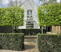 Carpinus betulus - Haagbeuk - 8