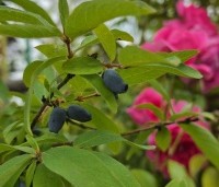 Lonicera caerulea 'Kamtschatica' - Honingbes 'Kamtschatica' - 1 juni 2026