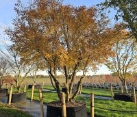 Acer palmatum - Japanse Esdoorn - 2
