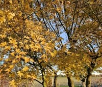 Acer palmatum - Japanse Esdoorn - 1