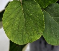 Actinidia deliciosa 'Jenny' - Kiwi zelfbestuivend Quickhedge - 1