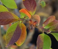 Stewartia rostrata - Schijncamelia - 4