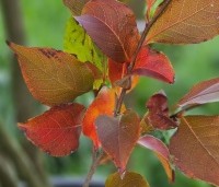 Stewartia rostrata - Schijncamelia - 3