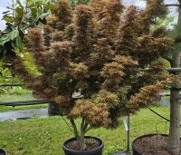 Acer palmatum 'Jerre Schwartz' - Japanse Esdoorn 'Jerre Schwartz' - 2