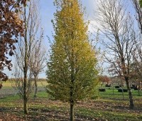 Carpinus betulus 'Frans Fontaine' - Haagbeuk 'Frans Fontaine' - 3