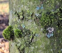 Carpinus betulus 'Frans Fontaine' - Haagbeuk 'Frans Fontaine' - 1