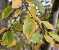 Carpinus betulus 'Frans Fontaine' - Haagbeuk 'Frans Fontaine' - 2