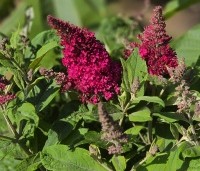 Buddleja davidii 'Butterfly Candy Little Ruby' - dwergvlinderstruik rood - 1