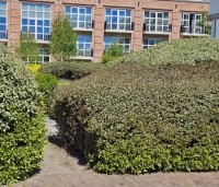 Elaeagnus ebbingei - Olijfwilg - 6