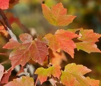 Acer rubrum 'October Glory' - Amerikaanse esdoorn - 4