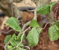 Corylus avellana 'Contorta' - Kronkelhazelaar - 1