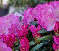 Rhododendron yakushimanum 'Polaris' - Rododendron    - 2