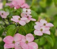 Cornus satomi - Kornoelje - 1