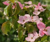 Cornus satomi - Kornoelje - 2