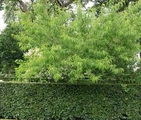 Prunus persica 'Suncrest' - perzik - impressie kroon van een volwassen perzikboom