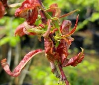 Prunus persica 'Suncrest' - perzik - impressie blad bij krulziekte