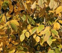 Maackia amurensis - Amur kurkboom - 1