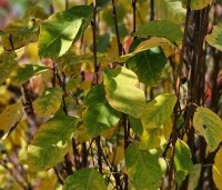 Amelanchier alnifolia 'Obelisk' - Krentenboompje 'Obelisk' - 5