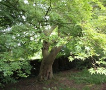 Acer palmatum 