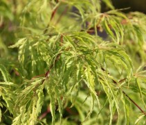 Acer palmatum Dissectum