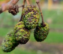 Alnus Glutinosa