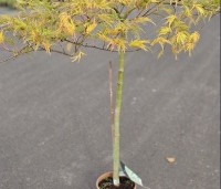 Acer palmatum 'Dissectum' - Japanse esdoorn 'Dissectum' - 2