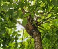 Robinia pseudoacacia 'Umbraculifera' - Bolacacia - 1