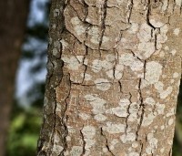 Alnus glutinosa - Zwarte Els - 3