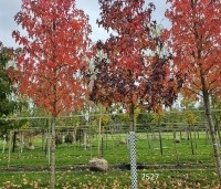 Liquidambar styraciflua 'Worplesdon' - Amberboom - 1