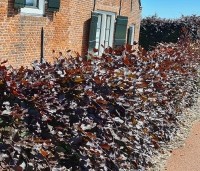 Fagus sylvatica 'Atropunicea' - Rode beuk - 1