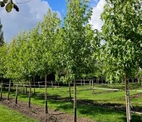 Liquidambar styraciflua 'Worplesdon' - Amberboom - september 2024 kwekerij Ten Hoven Bomen