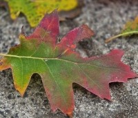 Quercus rubra - Amerikaanse eik - 4