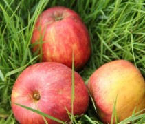 Malus domestica 'Gravensteiner'