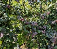 Corylus avellana 'Red Majestic' - Rode kronkelhazelaar - 2