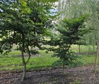 Fagus sylvatica - Groene beuk - 1