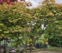 Acer palmatum 'Tsumabeni' - Acer palmatum 'Tsumabeni' Japanse kleinbladige esdoorn - 1
