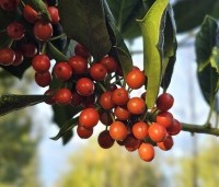 Ilex 'Nellie R. Stevens' - Amerikaanse hulst - 1