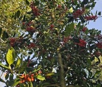Ilex 'Nellie R. Stevens' - Amerikaanse hulst - 2